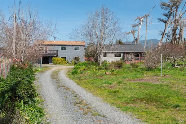 a view of a plant in backyard