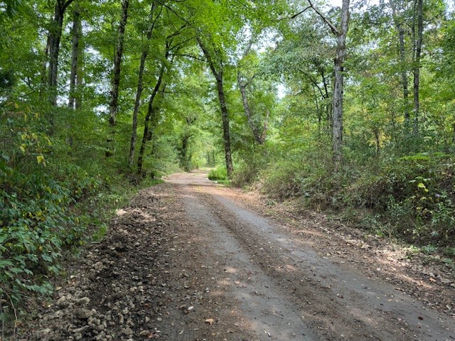 0 Fortyeight Creek Road Waynesboro, TN 38485 - Photo 9 of 10 a view of a forest with trees in the background