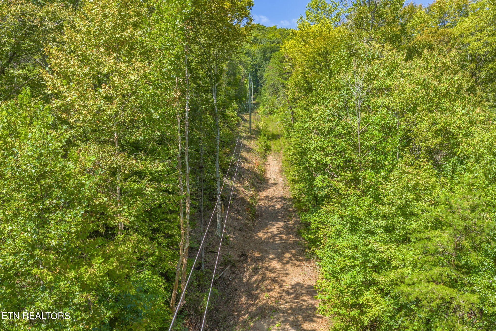 0 Texas Hollow Road Luttrell, TN 37779 - Photo 17 of 25 a view of a forest with a tree
