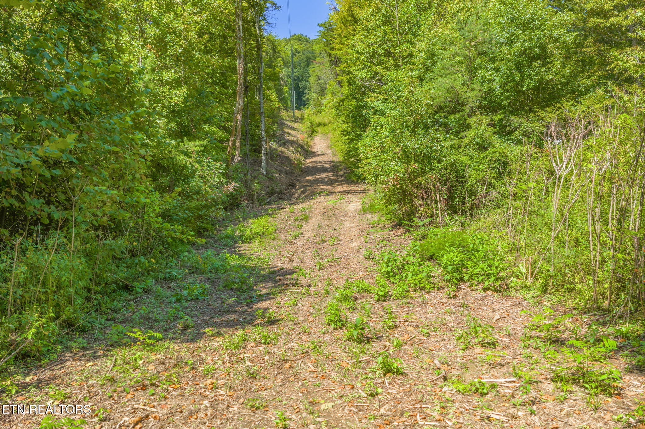 0 Texas Hollow Road Luttrell, TN 37779 - Photo 20 of 25 a view of a yard with plants and large trees