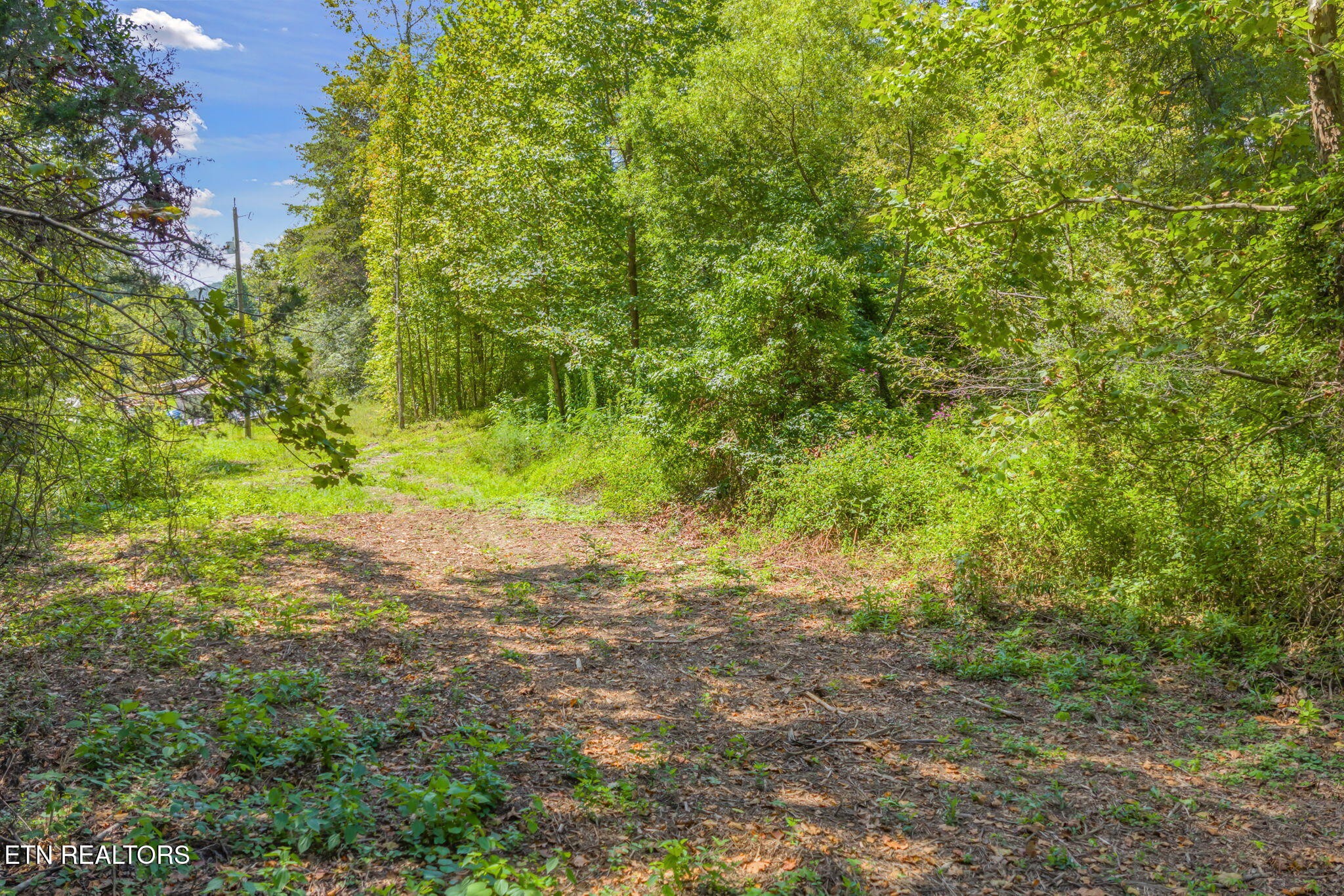 0 Texas Hollow Road Luttrell, TN 37779 - Photo 23 of 25 a view of a yard with a tree