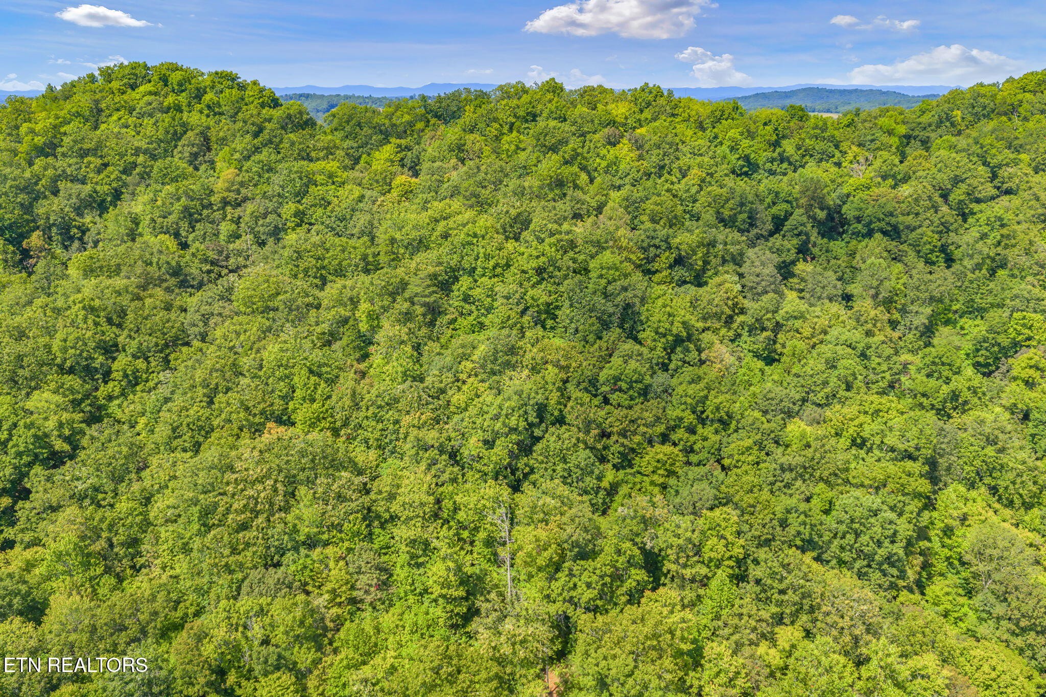 0 Texas Hollow Road Luttrell, TN 37779 - Photo 7 of 25 a view of a big yard with plants and large trees