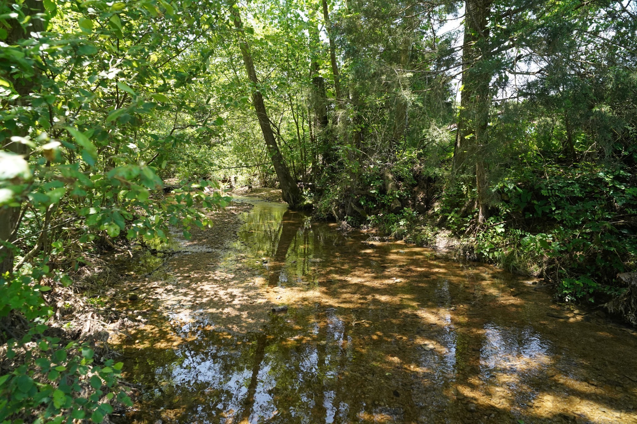 450 Lowe Branch Road Centerville, TN 37033 - Photo 89 of 100 a view of a tree