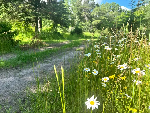 $54,900 | Parcel C Parcel C 24th Ave Pine River Southwest, Backus, MN 56435