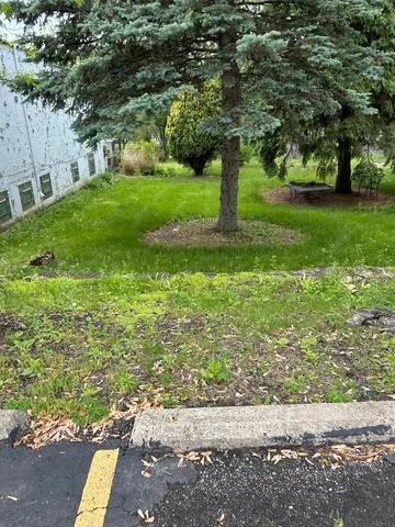 a view of a yard with plants and large trees