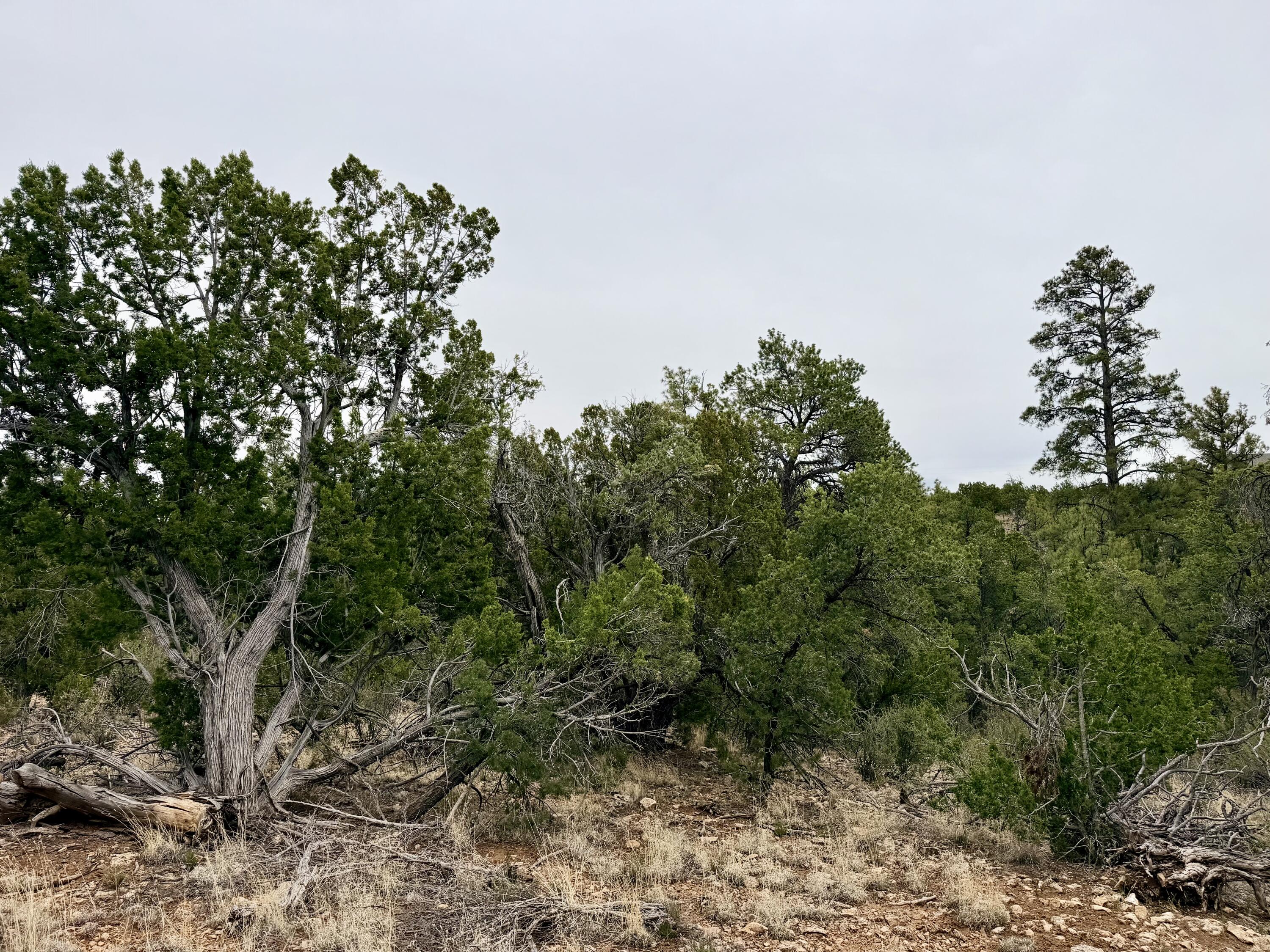 4918 Sunset Ridge Loop Happy Jack, AZ 86024 - Photo 7 of 12