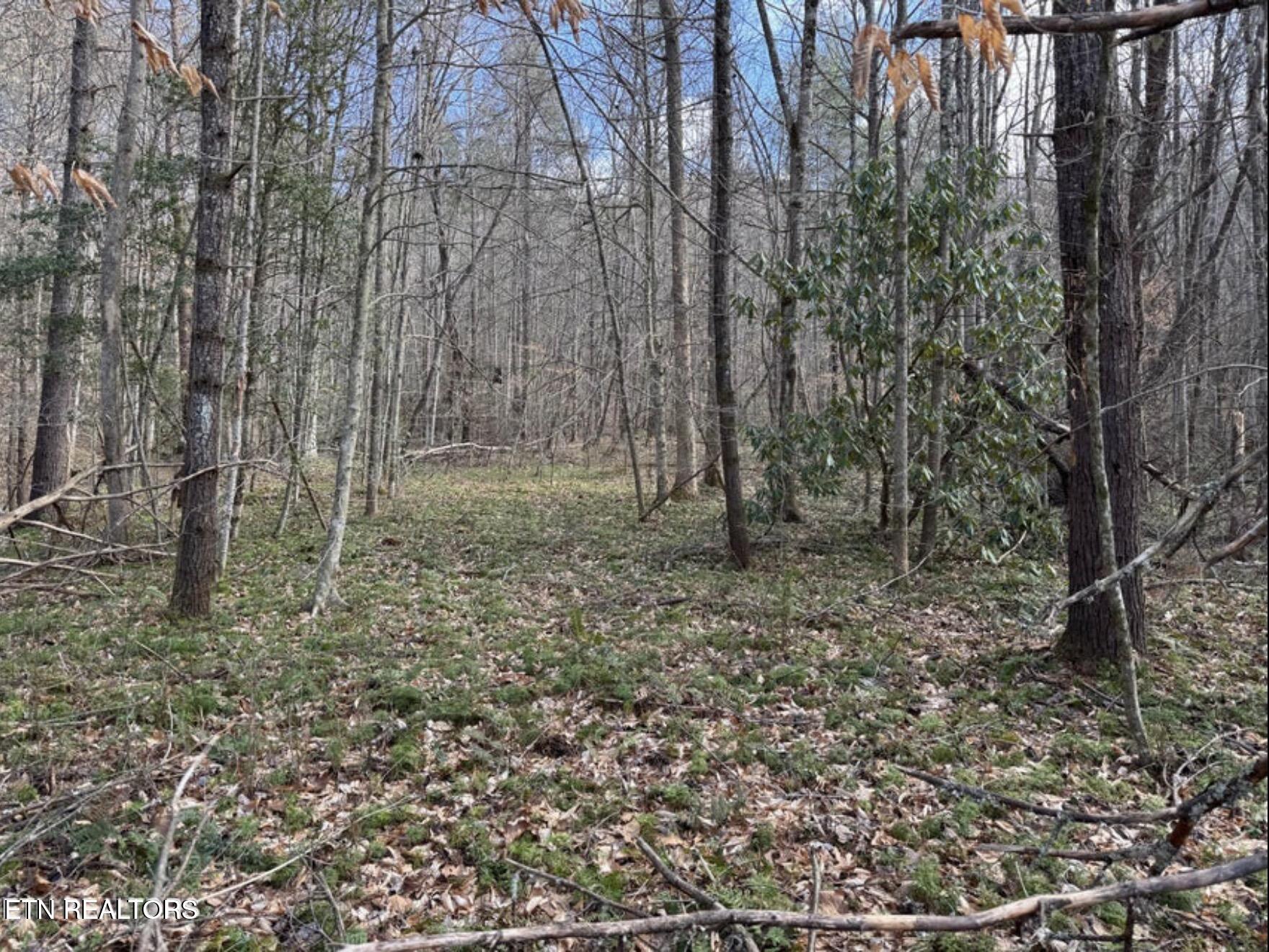 Cougar Trail Trail, Unit 18 Del Rio, TN 37727 - Photo 6 of 7 IMG_9882
