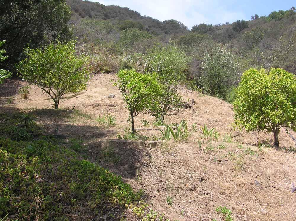 94 Hollister Ranch Road Goleta, CA 93117 - Photo 6 of 7 94FruitTrees
