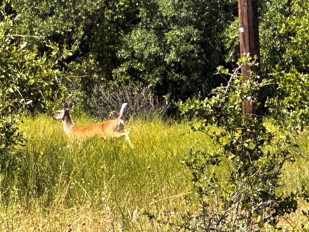12300 County Road 367 May, TX 76857 - Photo 27 of 40 a view of a tree
