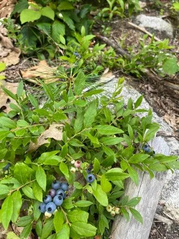 $100,000 | 0 North Shore Road, Gray, ME 04039