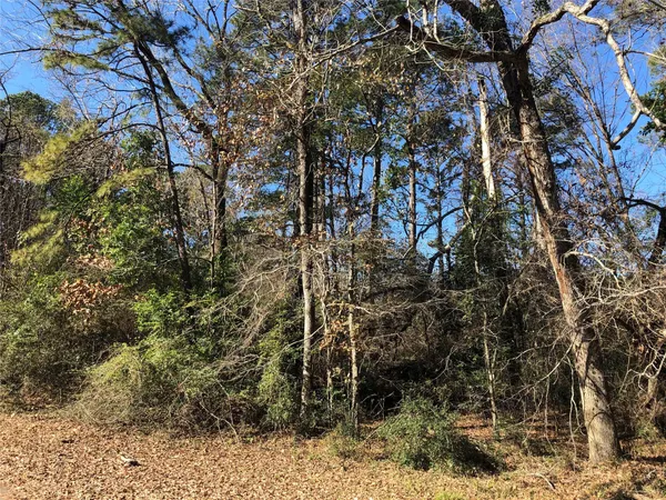 a view of a yard with large trees
