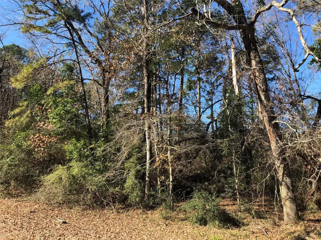 a view of a yard with large trees