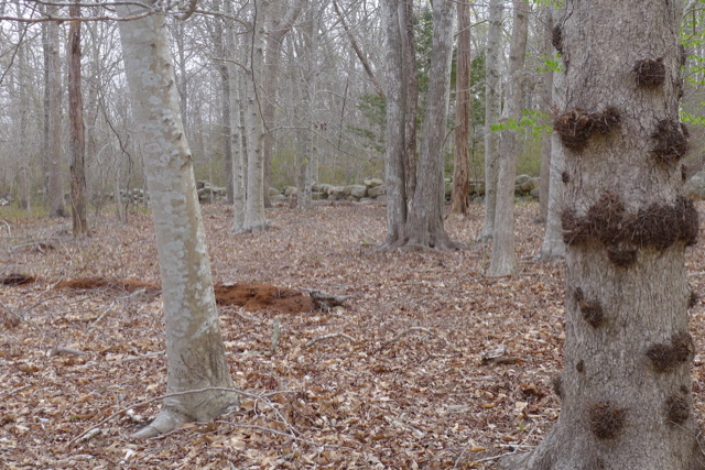 609 State Road West Tisbury, MA 02568 - Photo 2 of 7 Gallery Image 2