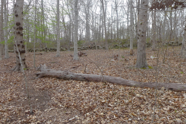609 State Road West Tisbury, MA 02568 - Photo 3 of 7 Gallery Image 3