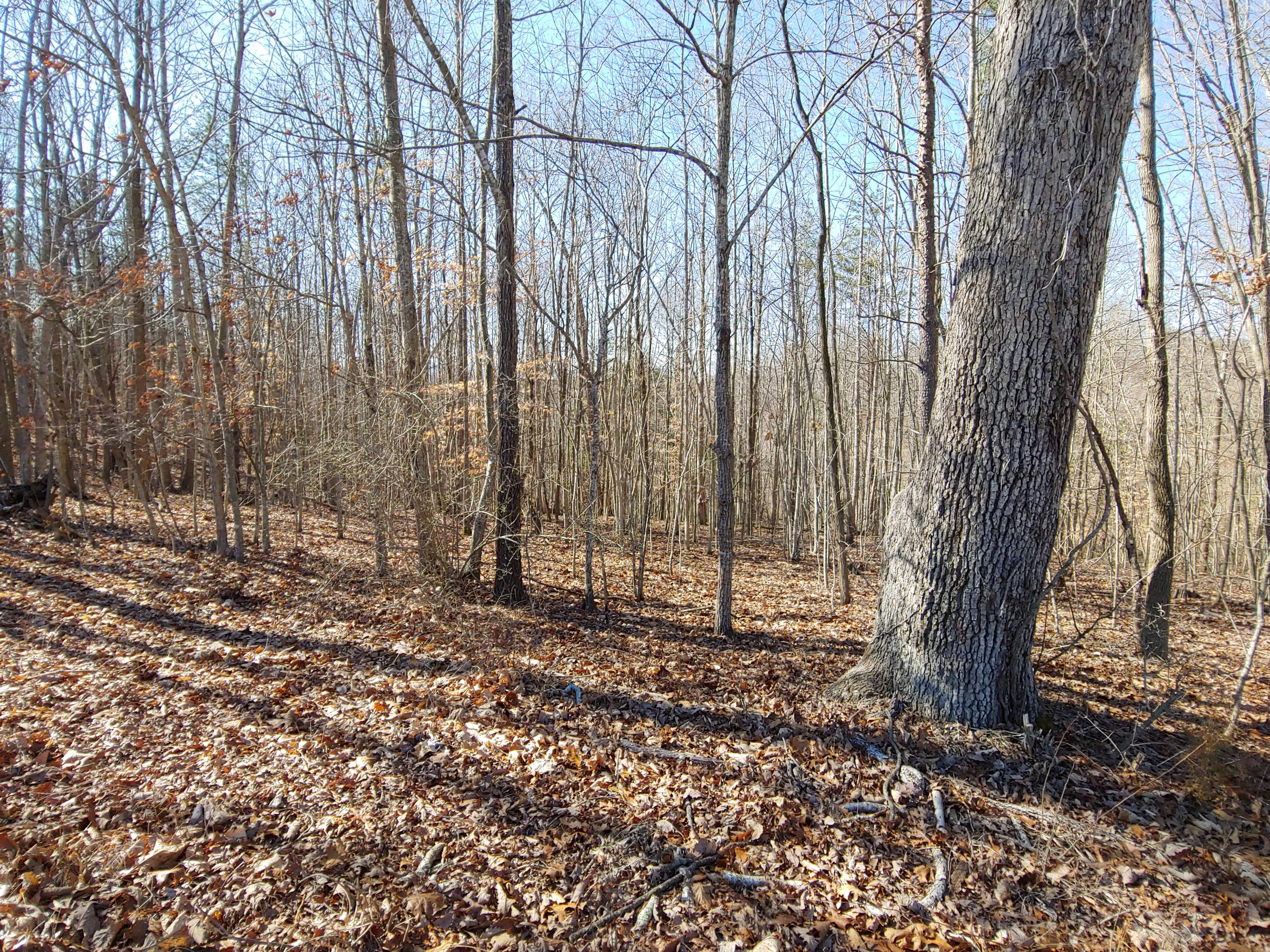 Lot 9 Horseshoe Bend Road Goodview, VA 24095 - Photo 2 of 3 a view of a backyard with trees