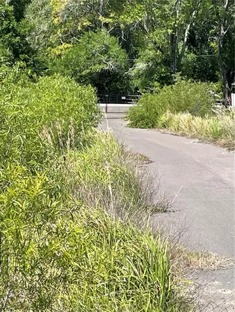 a view of a yard with plants and large trees
