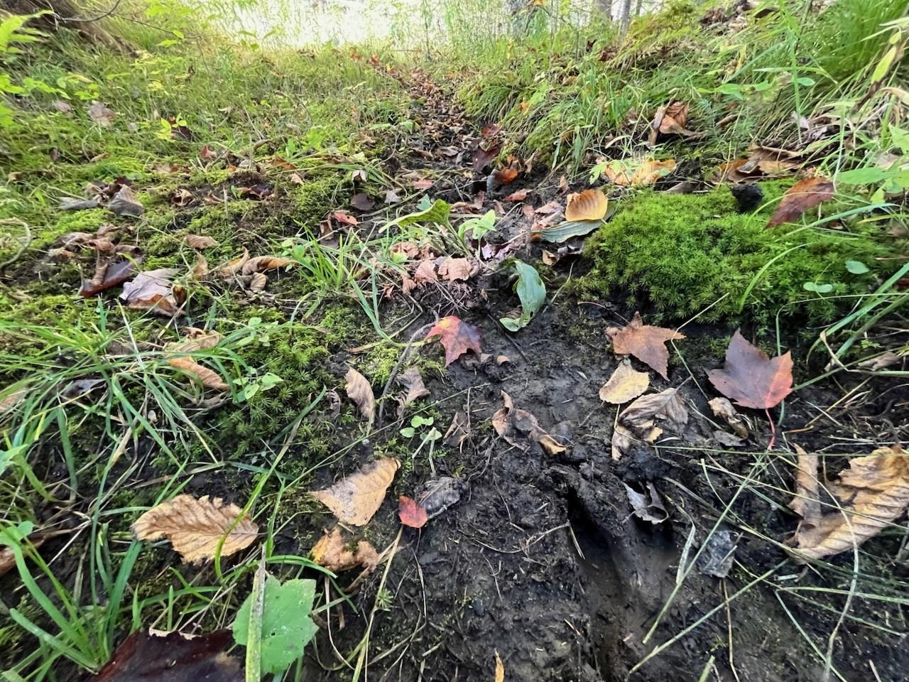 North Fire Lane Road White Lake, WI 54491 - Photo 12 of 61