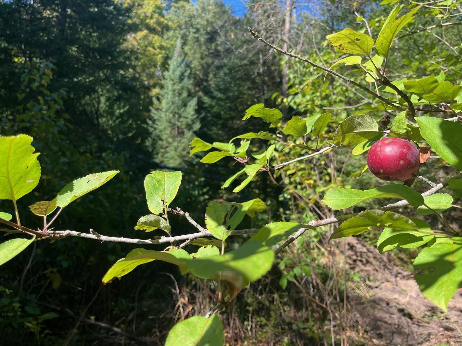 North Fire Lane Road White Lake, WI 54491 - Photo 14 of 61