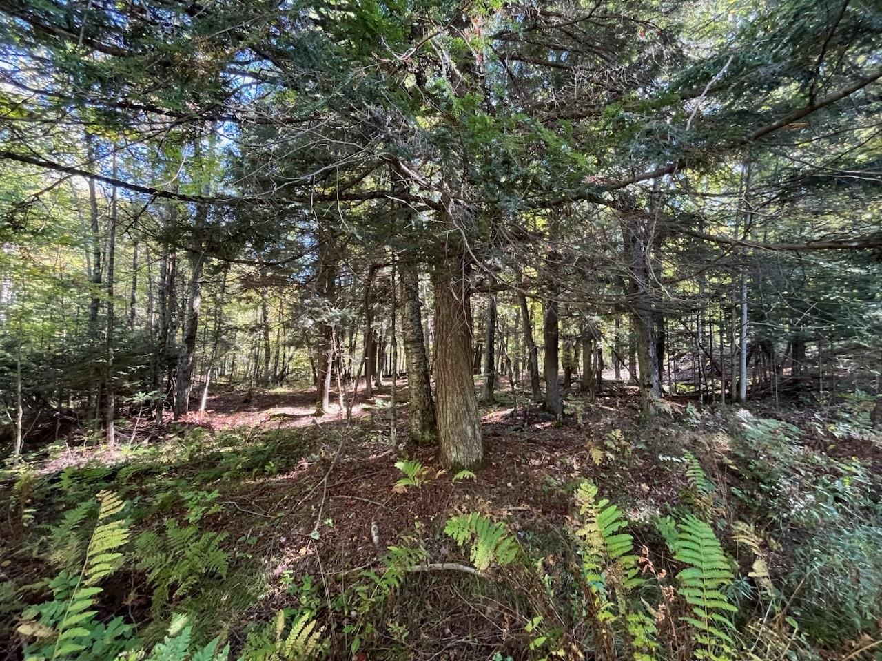 North Fire Lane Road White Lake, WI 54491 - Photo 15 of 61