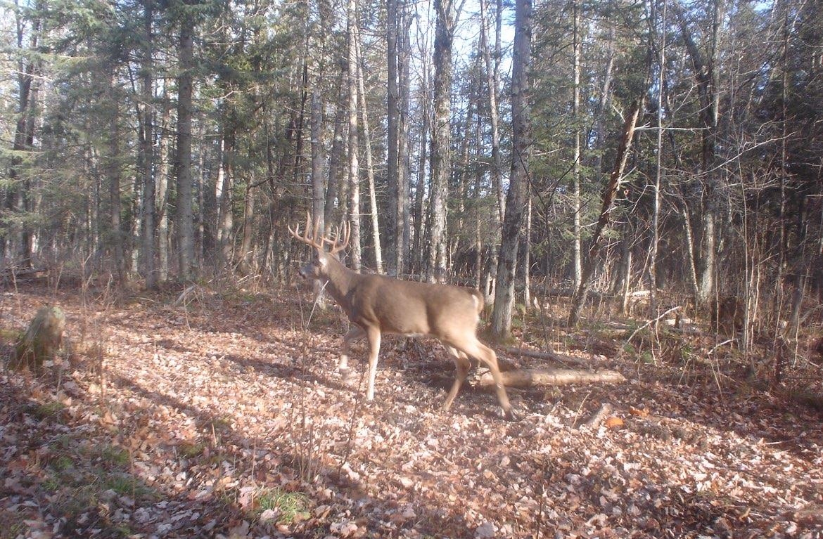 North Fire Lane Road White Lake, WI 54491 - Photo 2 of 61