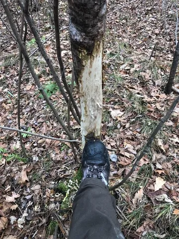 $899,900 | North Fire Lane Road, White Lake, WI 54491