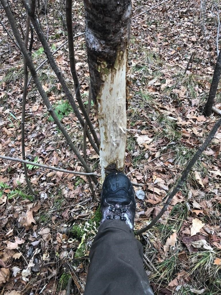 North Fire Lane Road White Lake, WI 54491 - Photo 21 of 61