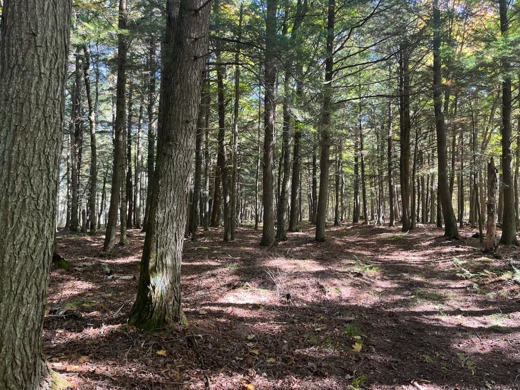 North Fire Lane Road White Lake, WI 54491 - Photo 22 of 61