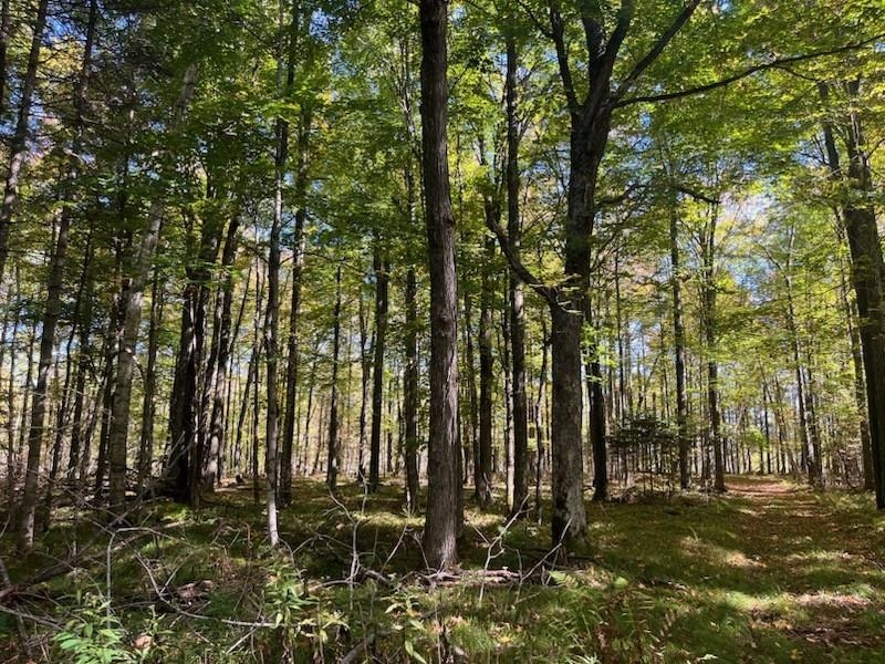 North Fire Lane Road White Lake, WI 54491 - Photo 24 of 61