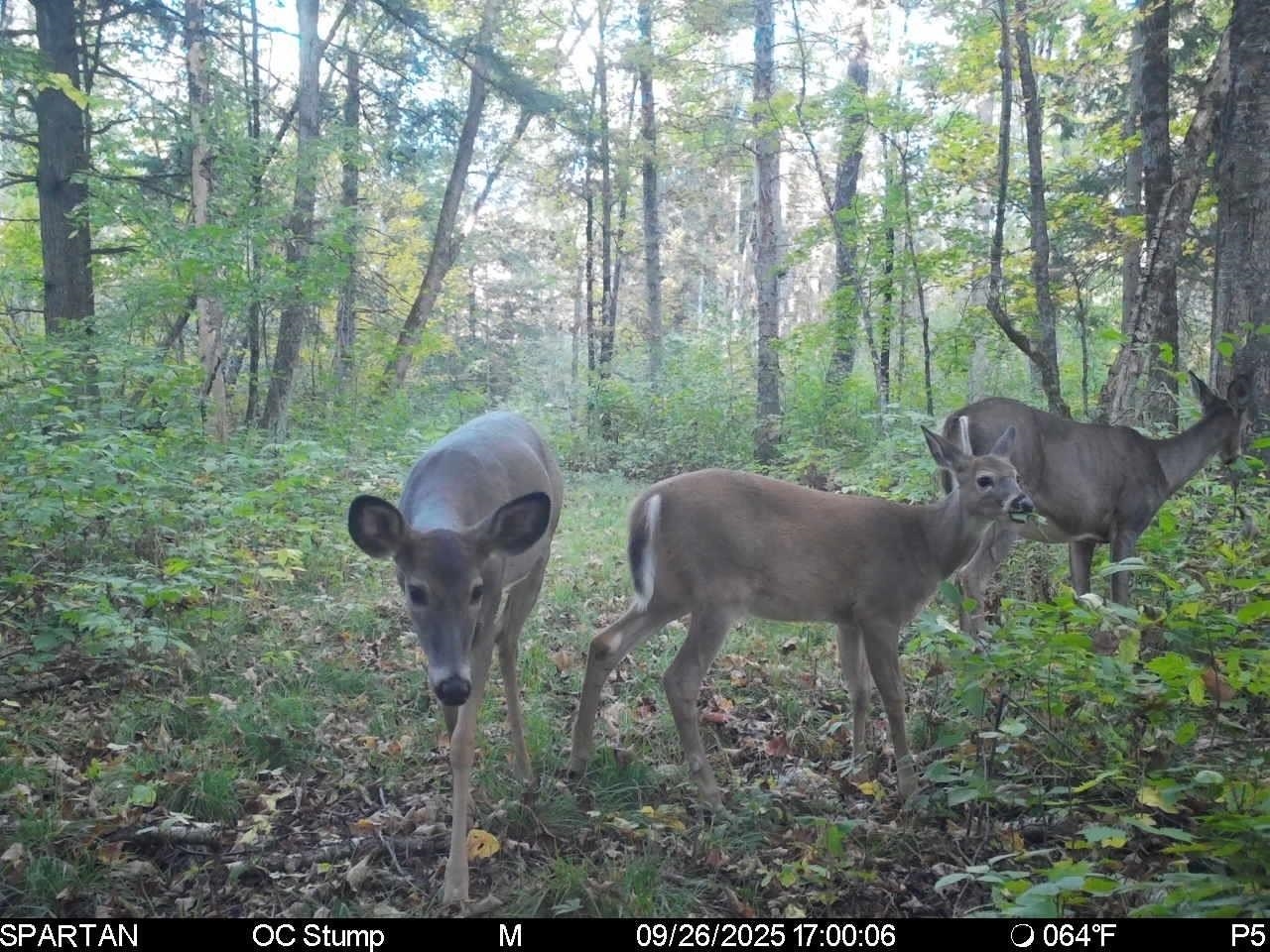 North Fire Lane Road White Lake, WI 54491 - Photo 26 of 61