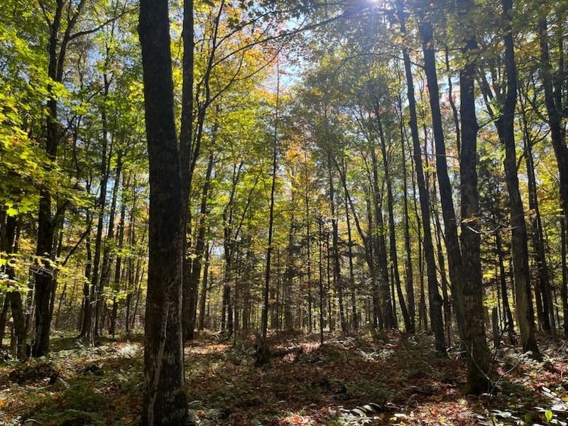 North Fire Lane Road White Lake, WI 54491 - Photo 34 of 61