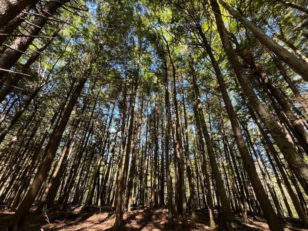 North Fire Lane Road White Lake, WI 54491 - Photo 44 of 61