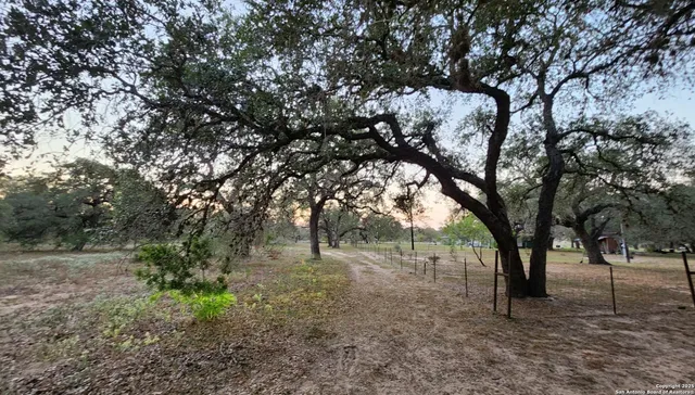 a view of a forest with trees in the background