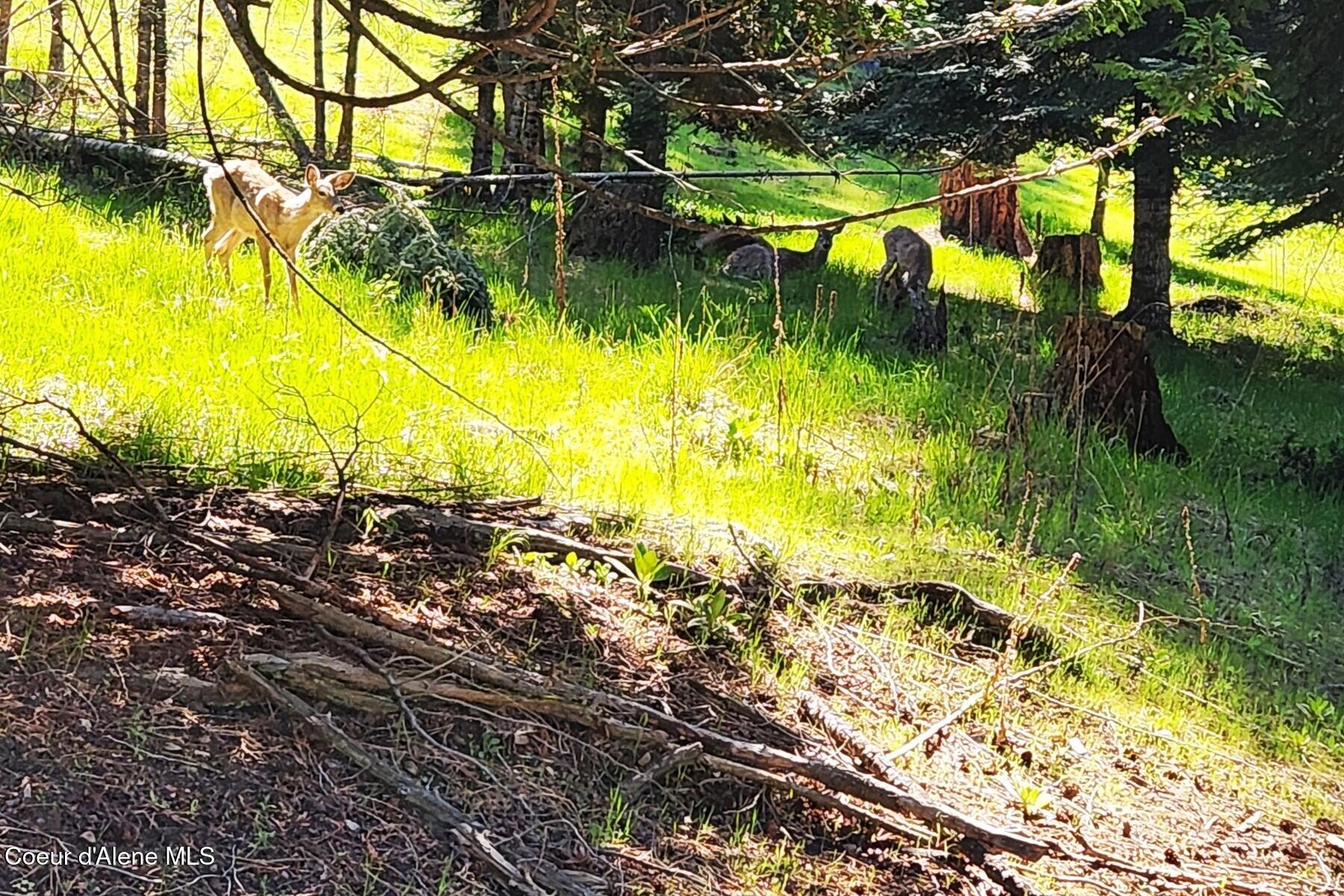 Nna East David Thompson Road Hope, ID 83836 - Photo 6 of 37 Wildlife