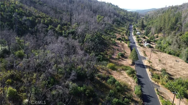 a view of a forest with a tree