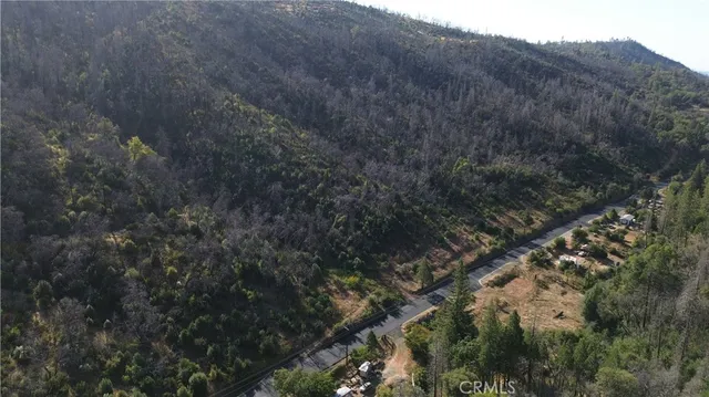 a view of a forest with a tree