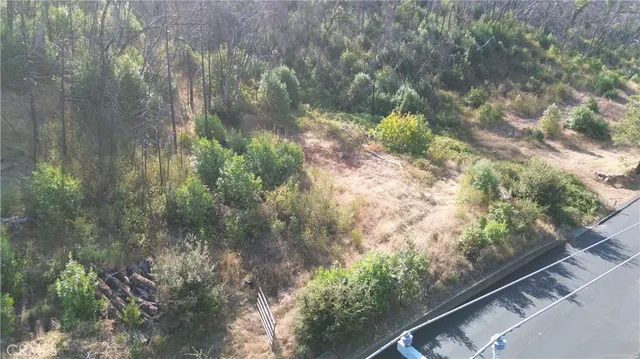 a view of a yard with plants and large trees