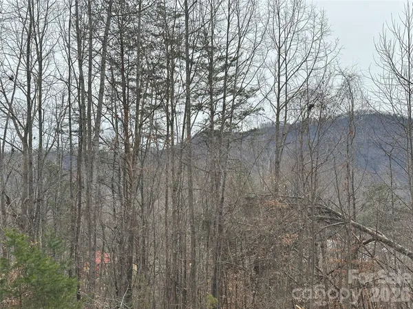 a view of a forest with large trees