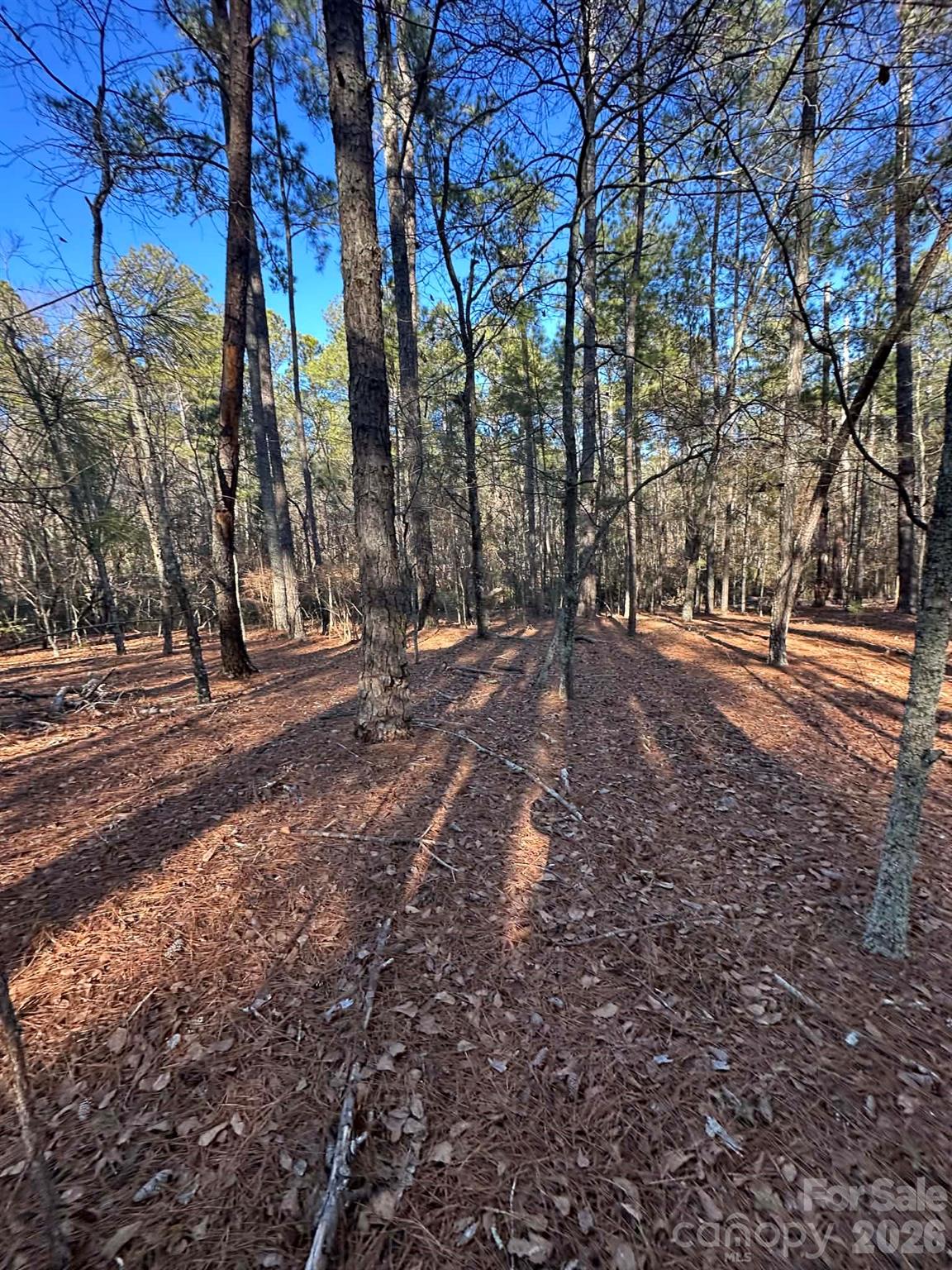 0 Unnamed Road Ruby, SC 29741 - Photo 11 of 14 a view of dirt yard with a large tree