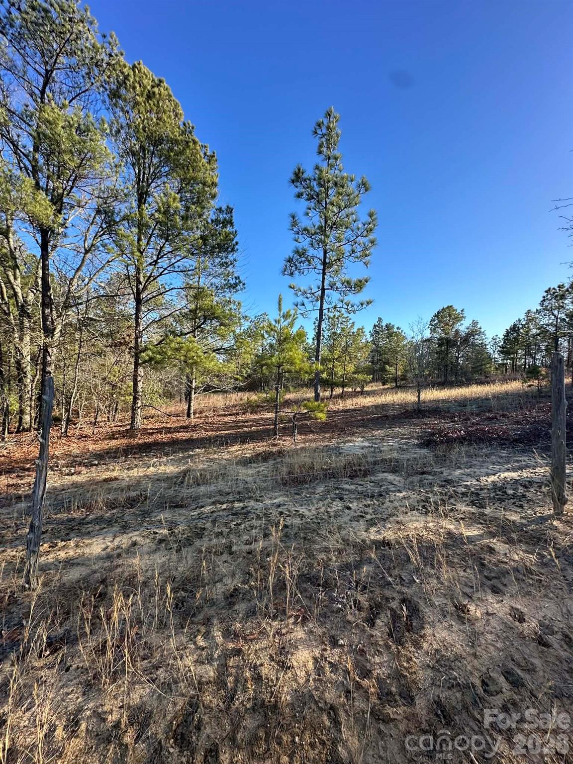 0 Unnamed Road Ruby, SC 29741 - Photo 5 of 14 a view of dirt yard with a large tree