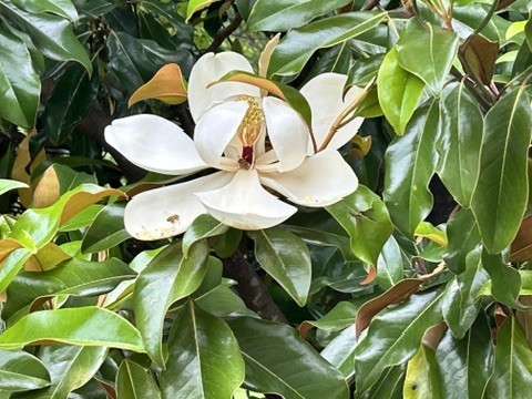 312 Mapleton Alley Hermitage, TN 37076 - Photo 12 of 49 a view of a plant in a garden