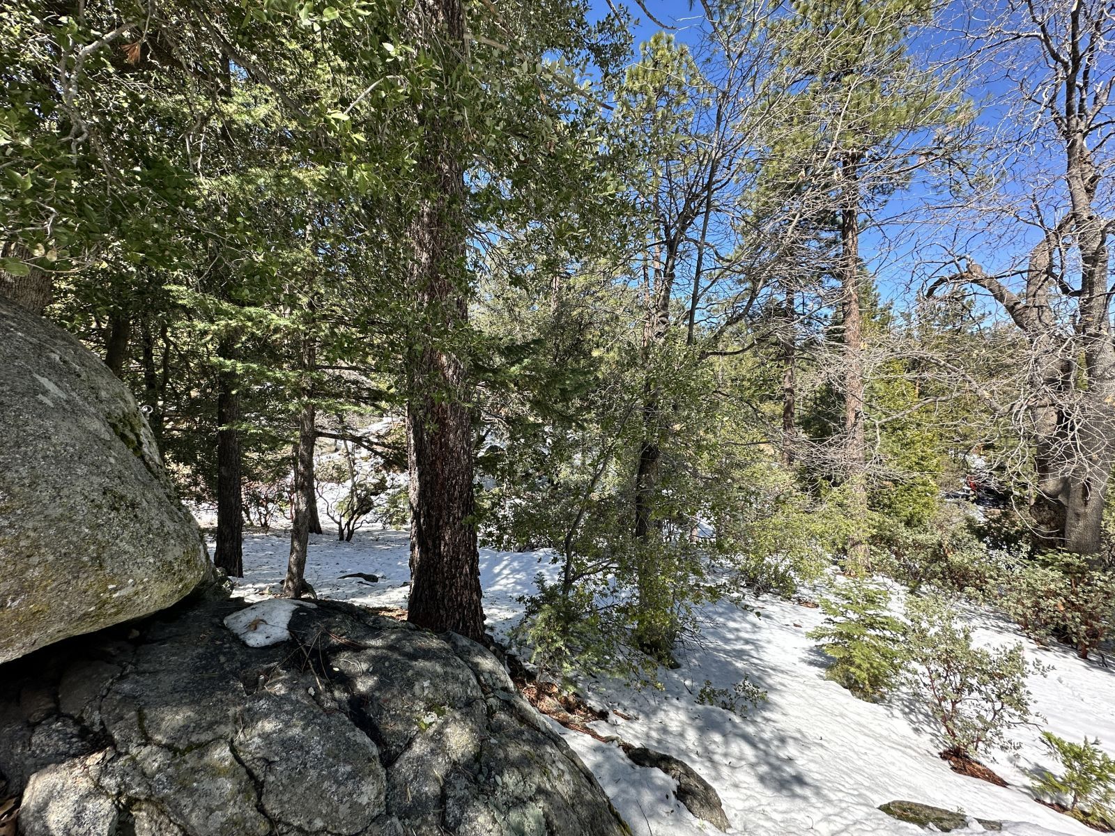 Big Rock Idyllwild, CA 92549 - Photo 6 of 7 a view of a forest filled with trees