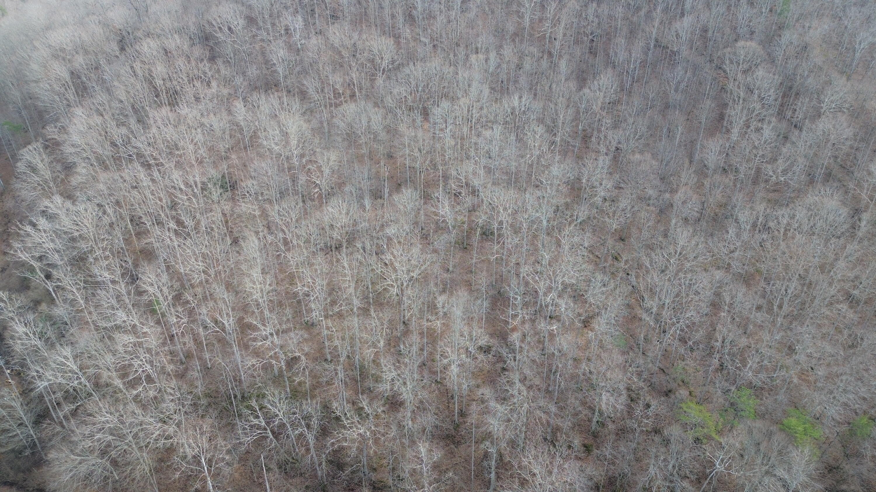 237 A Meat Scaffold Road Jackson, KY 41339 - Photo 18 of 44 Trees