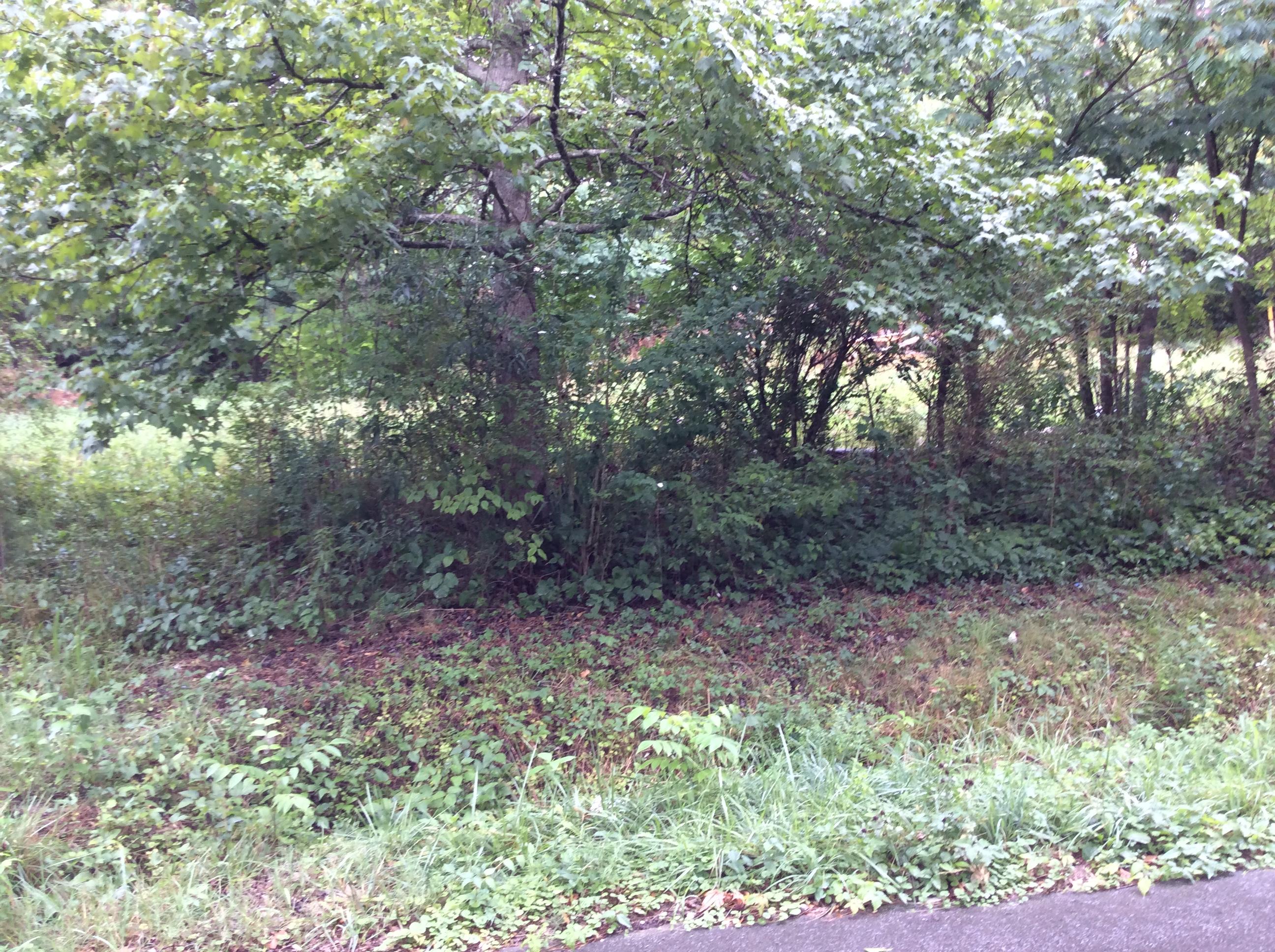 Lot 19 Lail Road Chickamauga, GA 30707 - Photo 2 of 4 IMG_0995