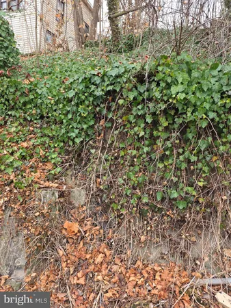 a view of a yard with plants