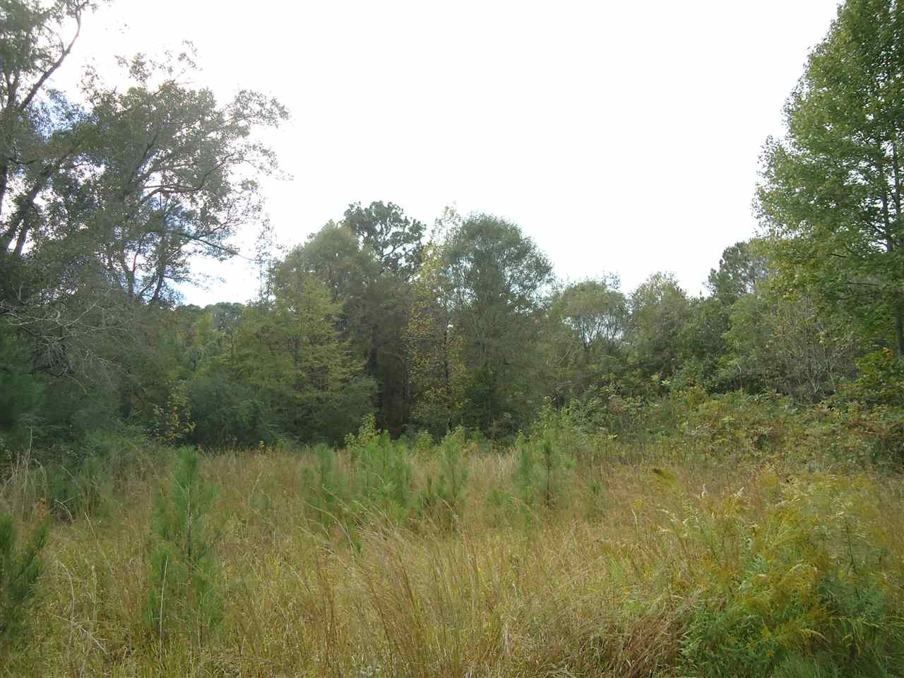 8046 Martinsville Road Wesson, MS 39191 - Photo 3 of 8 Photo 3