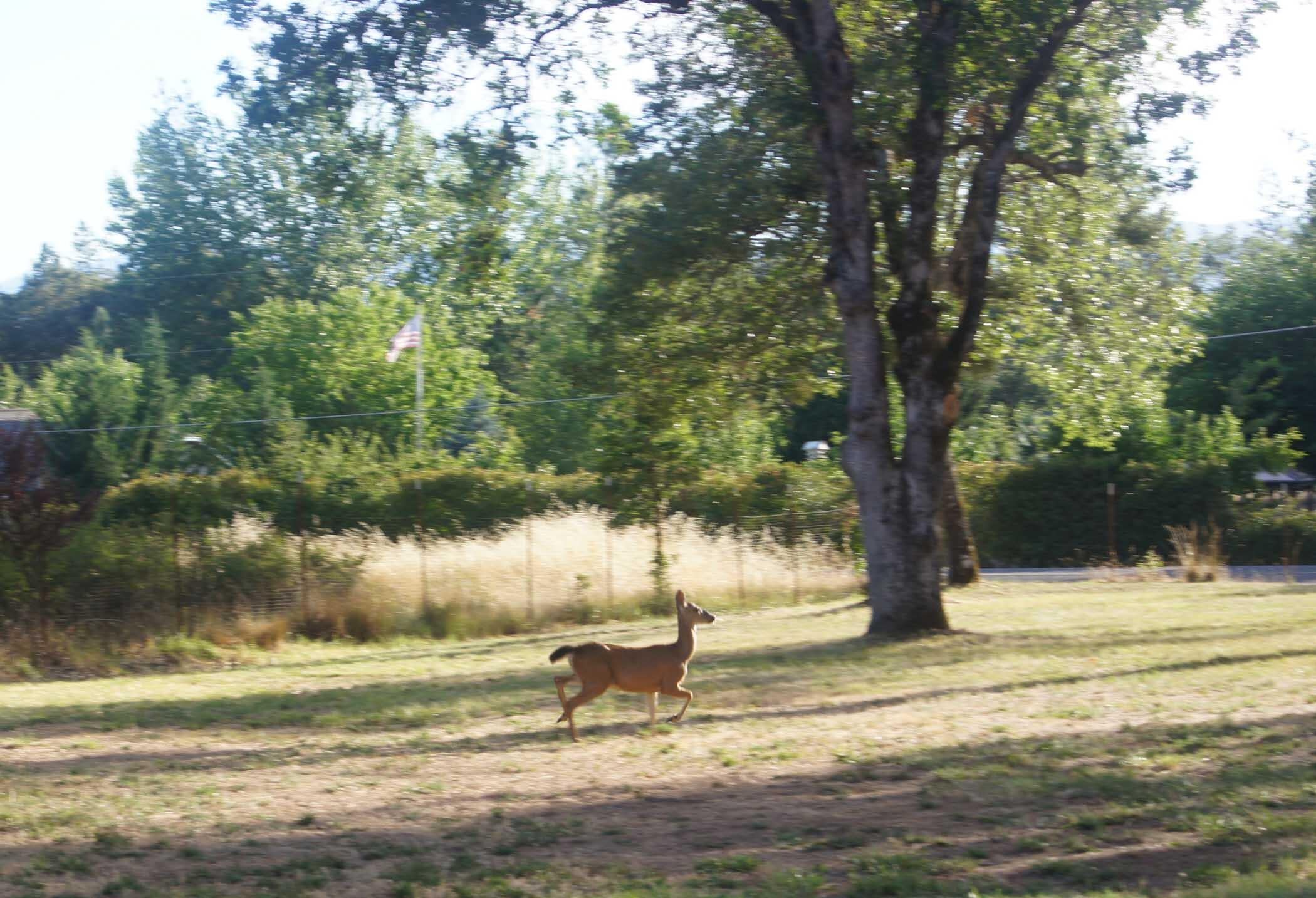 553 Soldier Creek Road Grants Pass, OR 97526 - Photo 14 of 41 14 Doe in NW Front Yard