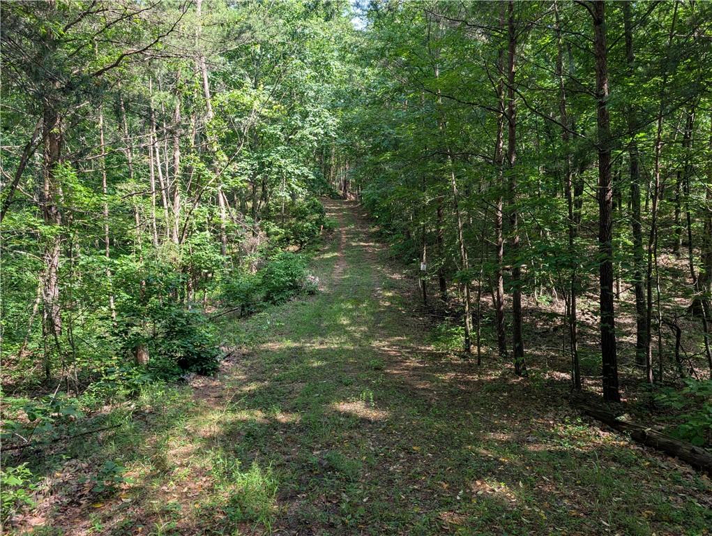 0 Muscadine Lane Chatsworth, GA 30705 - Photo 12 of 25 a view of a forest with trees in the background