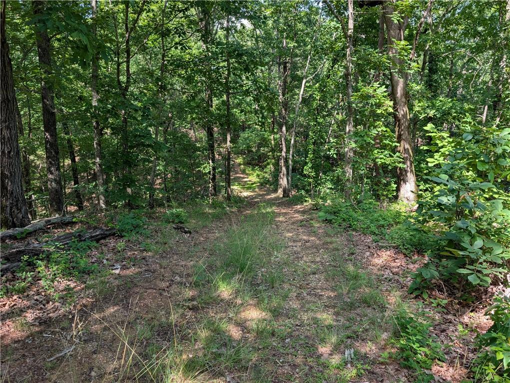 0 Muscadine Lane Chatsworth, GA 30705 - Photo 13 of 25 a view of a forest with trees in the background