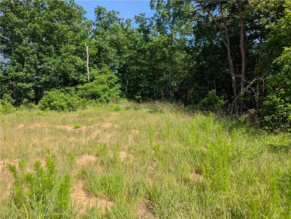 0 Muscadine Lane Chatsworth, GA 30705 - Photo 24 of 25 a view of a yard with plants and large trees