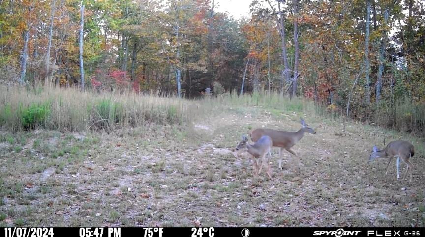 0 Muscadine Lane Chatsworth, GA 30705 - Photo 7 of 25 a view of a forest filled with trees